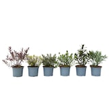 thumbnail of Hebe pinguifolia - Mix van 6 Hoogte 15-20cm