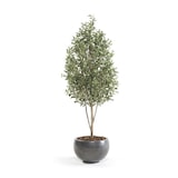 thumbnail of Árbol olivo. Altura 175 cm y 3243 hojas. Con tronco natural y olivas de alto realismo.