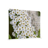 thumbnail of Showdown Textil Raumteiler Basic - 200-150 Doppel Weiße Blume Spirea - Weiß - Silberner Rahmen