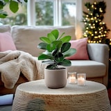 thumbnail of Clusia rosea Princess - Hauteur 50-60cm