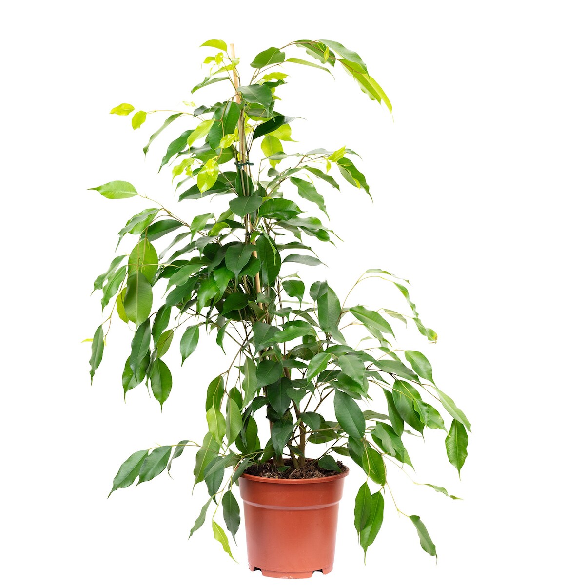 Pflegeleichete Birkenfeige `Forever` - Ficus benjamini - ca. 75 cm hoch, Topf-Ø 17 cm