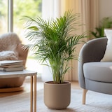 thumbnail of Dypsis Lutescens - Areca - Goudpalm - Kamerplant - Pot 21cm - Hoogte 100-120cm