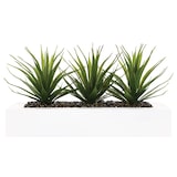 thumbnail of Atmosphera - Centro De Mesa - 3 Aloe Vera - Altura 17 Cm