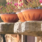 thumbnail of Bol Alba, 30 cm de diámetro, con platillo