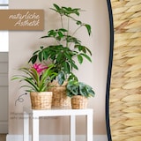 thumbnail of Innovativer Blumentopf geflochten aus Wasserhyazinthe, mit Pflanztopf aus nachhaltigen Rohstoffen, Rund, HMF 37280, 14 cm Durchmesser