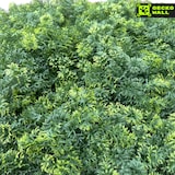 thumbnail of 1 metro cuadrado de pared de musgo verde artificial premium "OSLO" | plantas montaje en pared imagen de musgo hotel  en interiores y exteriores