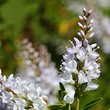 thumbnail of Hebe pinguifolia - Mix van 6 Hoogte 15-20cm