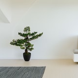 thumbnail of WellHome - Künstlicher Bonsai für drinnen und draußen, 20x20x17,5cm