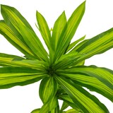 thumbnail of Kunstplant Dracena Multi 150 Cm Voor Binnen en Buiten