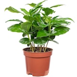 thumbnail of Coffea arabica – Exotische Kaffeepflanze für dein Zuhause, ca. 15 cm hoch, Topf-Ø 9 cm