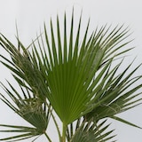 thumbnail of Washingtonia Robusta - Mexikanische Fächerpalme 2er Set Höhe 50-60cm