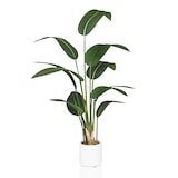 thumbnail of Kunstplant STRELITZIA Groen hjh OFFICE