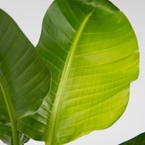 thumbnail of Strelitzia Nicolai - Strelitzie Paradiesvogelblume Höhe 55-70cm