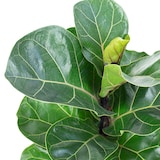 thumbnail of 3er-Set Geigenfeige Bambino - Ficus Lyrata Bambino - Höhe ca. 35 cm, Topf-Ø 12 cm