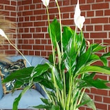 thumbnail of Einblatt mit 3-5 Blüten/Knospen - Luftreinigendes Spathiphyllum - ca. 45 cm hoch, Topf-Ø 13 cm