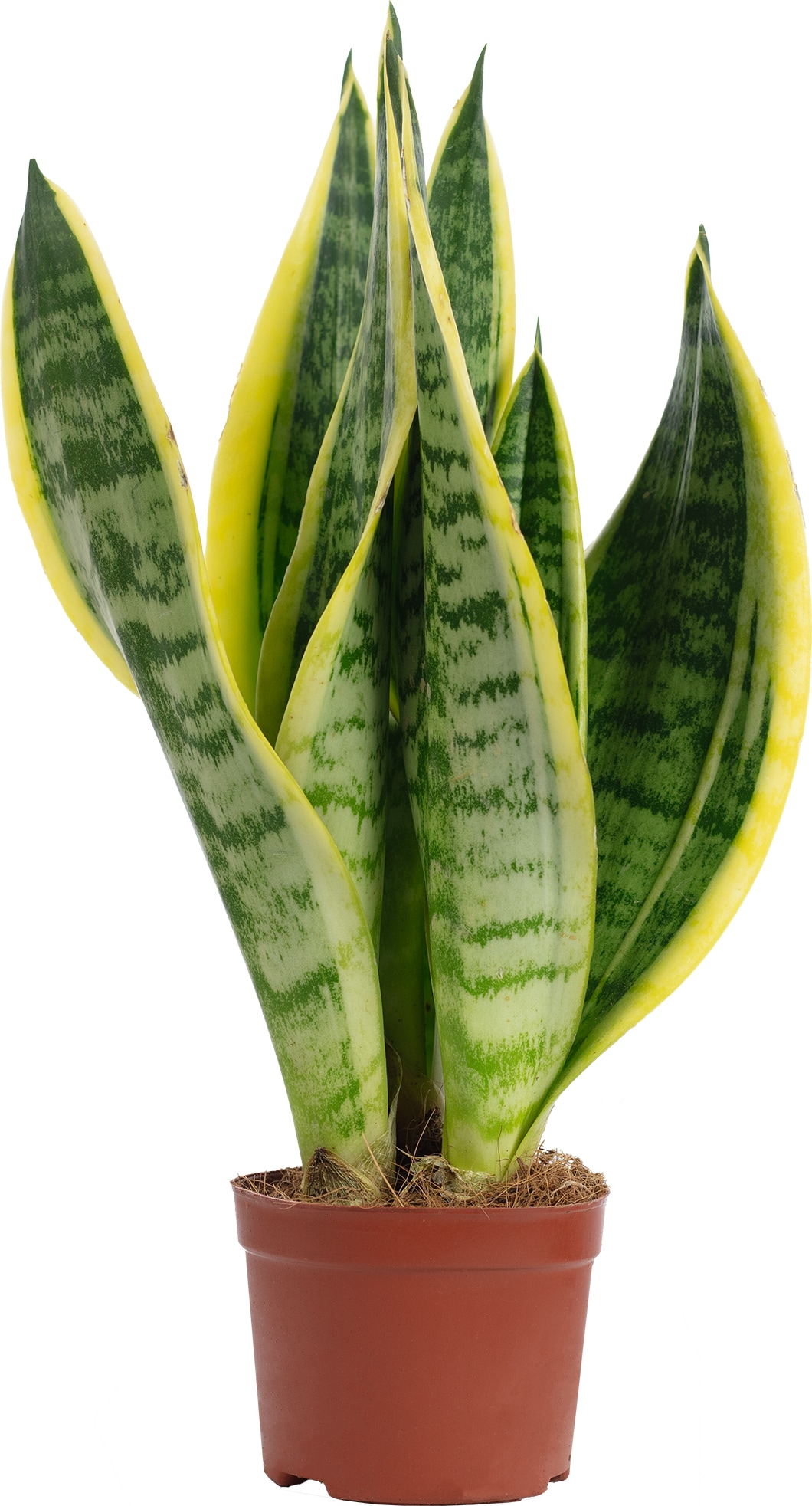 Bogenhanf als Raumluftverbesserer – Sansevieria trifasciata Superba  - 25 cm hoch, Topf-Ø 9 cm