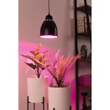 thumbnail of Paulmann Neordic Luminaire en suspension Hilla E27 max. 40W Noir gradable Métal 79763