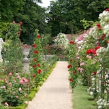 thumbnail of Relaxdays Rosenbogen, Metall, Torbogen Garten, HxBxT: 224 x 110 x 41 cm, stabiler Rankbogen für Kletterpflanzen, bronze