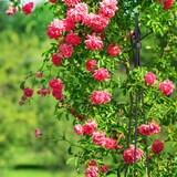 thumbnail of Relaxdays Rankhilfe Obelisk, 2er Set, HBT: 120x16x16 cm, Rankpyramide Kletterpflanzen, Metall, freistehend, schwarz