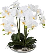 thumbnail of CREATIV green künstliche Pflanze Phalaenopsis, 41 cm
