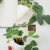 thumbnail of Erdbeerpflanzgefäß SISSI STRAWBERRY Infinity weiß