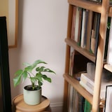 thumbnail of Monstera Minima - Tetrasperma Rhaphidophora Hoogte 20-30cm