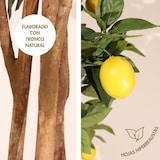 thumbnail of Planta artificial Limonero 180cm - Naturing Monde - Interior