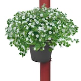 thumbnail of 9x Regenrinnentopf Ø 24cm Blumentopf für Fallrohr schwarz Pflanzenkorb Schwarz 24