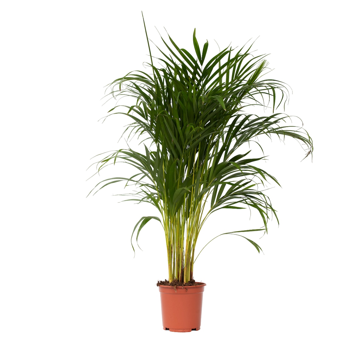 Dypsis Lutescens - Areca - Goudpalm - Kamerplant - Pot 21cm - Hoogte 100-120cm