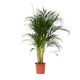 thumbnail of Dypsis Lutescens - Areca - Goudpalm - Kamerplant - Pot 21cm - Hoogte 100-120cm