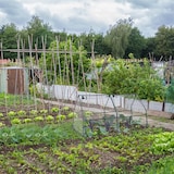 thumbnail of Relaxdays Folienfrühbeet, HxBxT: 90 x 180 x 90 cm, 2 Türen, Spitzdach, Frühbeet, Aufzucht, Gewächshaus, PVC, transparent