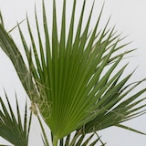 thumbnail of Mexikanische Fächerpalme - Washingtonia Robusta Höhe 50-60cm
