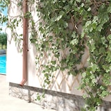 thumbnail of Traliccio Estensibile 100 x 200 Cm Grigliato Reticolato In Legno Naturale Sostegno A Muro Fiori Piante Rampicanti Balcone Giardino Terrazzo Esterno