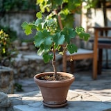 thumbnail of Plants de Raisin- Vitis vinifera Chardonnay Set de 3 Hauteur 25-40cm