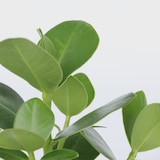 thumbnail of Clusia rosea Princess - Clusia Prinzessin 2er Set Höhe 25-35cm