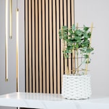 thumbnail of Eukalyptus - Eucalyptus gunnii - Höhe ca. 50 cm, Topf-Ø 12 cm