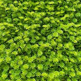 thumbnail of GeckoParete "ULM" | Parete vegetale verde fiori premium | Rivestimento boiserie gastronomia | Montaggio piante artificiali | Pannelli murali muschio