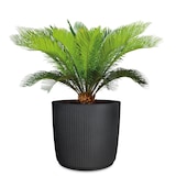 thumbnail of Scheurich Linetto 30, Pflanzgefäß/Blumentopf/Pflanzkübel, rund, Farbe: Stony Black, hergestellt mit recyceltem Kunststoff, 10 Jahre Garantie