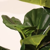 thumbnail of Pianta artificiale Ficus lyrata 180 cm - Naturing Monde - Interni