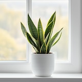 thumbnail of Sansevière - Sansevieria Laurentii Set de 2 Hauteur 30-40cm