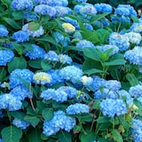thumbnail of Hortensia - Hydrangea macrophylla Early Blue Set van 3 Hoogte 25-40cm