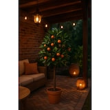 thumbnail of NATURN LIVING Planta artificial Naranja Enana - ø 65 x 125 cm - Plástico Cítricos - Naranja