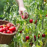 thumbnail of Relaxdays Rankhilfe Obelisk, 2er Set, HBT: 150x20x20 cm, Rankpyramide Kletterpflanzen, Metall, freistehend, schwarz