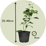 thumbnail of D'agrumes - Citron vert, Calamondin, Citron Mélange de 3 Hauteur 25-40cm