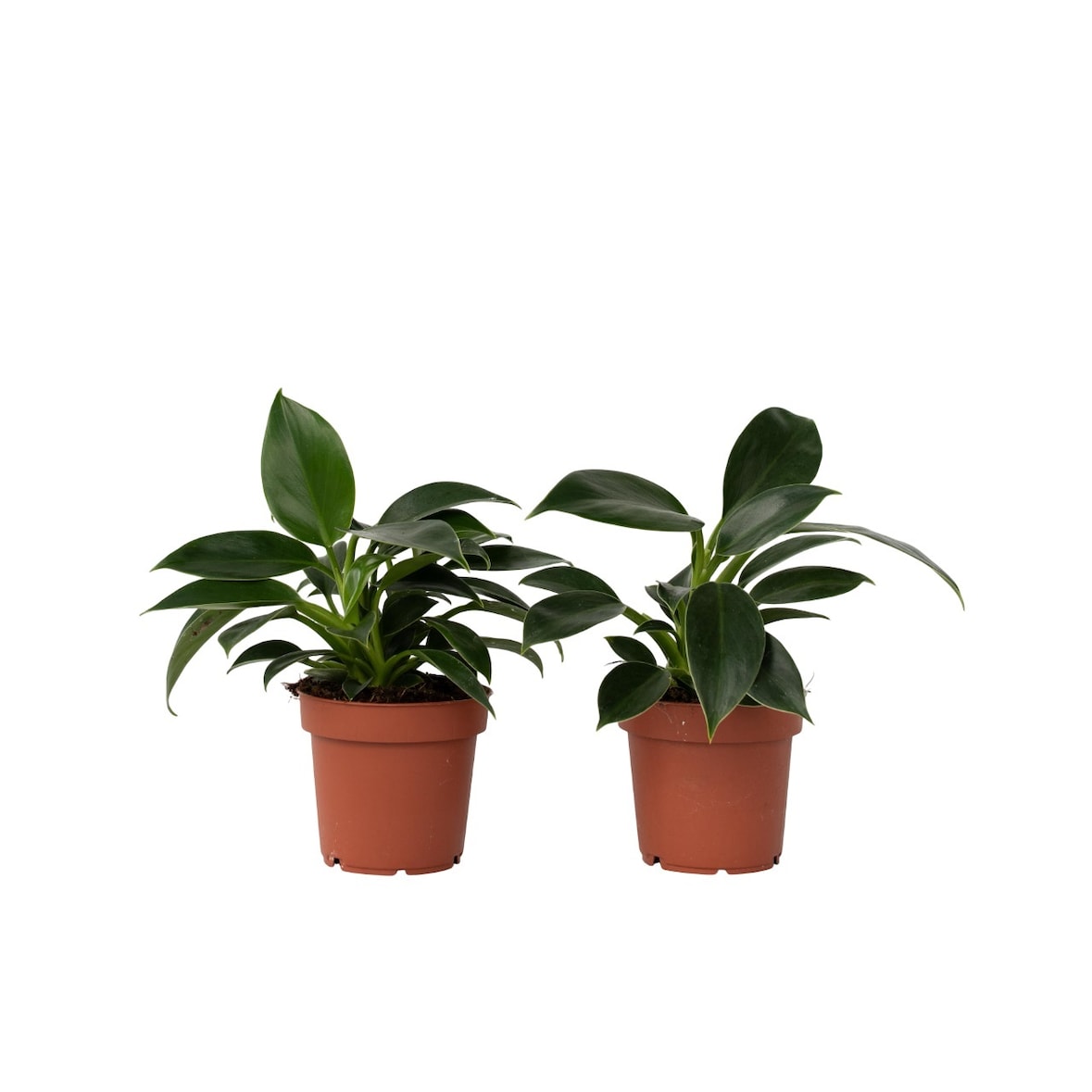 Philodendron Green Princess 2er Set Höhe 20-30cm