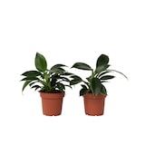 thumbnail of Philodendron Green Princess 2er Set Höhe 20-30cm