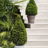 thumbnail of EURO3PLAST Mitu Pac Emmer MITU PAC 100cm antiek