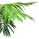 thumbnail of vidaXL Künstliche Palme Phönix mit Topf 190 cm Grün