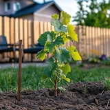 thumbnail of Plants de Raisin- Vitis vinifera Chardonnay Set de 3 Hauteur 25-40cm