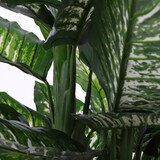 thumbnail of Mica Decorations Dieffenbachia - Kunstpflanze - H 120 cm